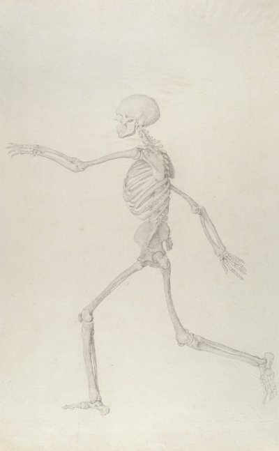 Human Skeleton, Lateral View seen from the Left, Running, illustration from 